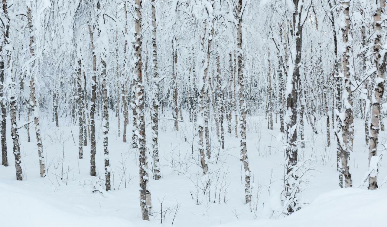 Terra Ultima Vila Rovaniemi Exterior foto